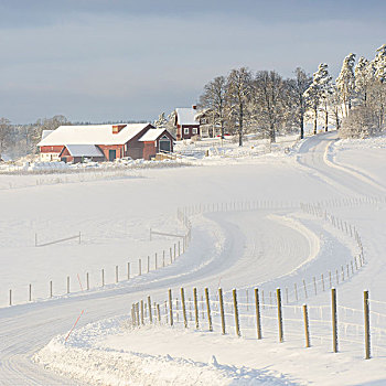 雪,农场