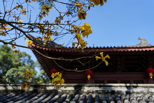 羊城广州千年古刹光孝寺