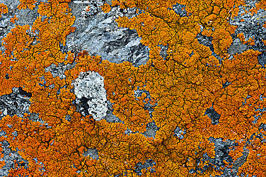 苔藓,岩石上,峡湾,斯匹次卑尔根岛,斯瓦尔巴特群岛,岛屿,挪威,欧洲