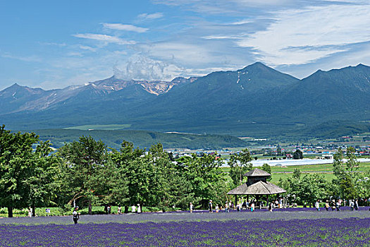 日本北海道薰衣草花海