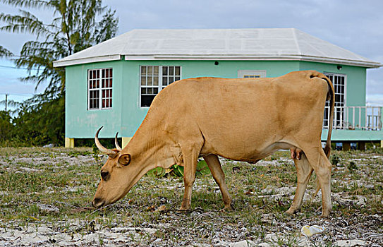 加勒比,英属维京群岛,母牛,正面,彩色,海滨别墅,大幅,尺寸