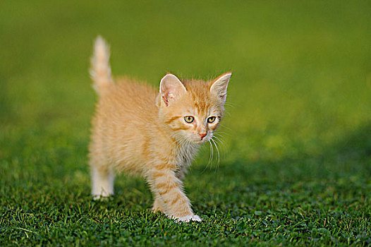 小猫,草地