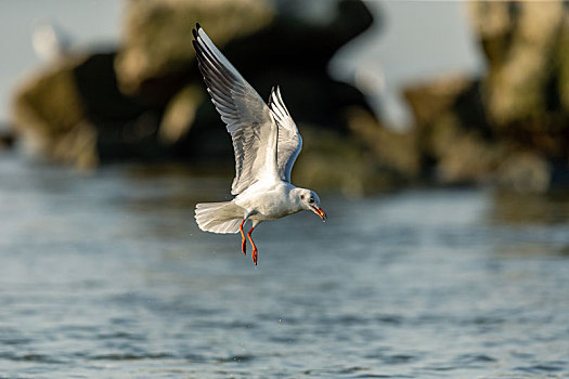 红嘴鸥在海面或开阔的湖泊水面觅食