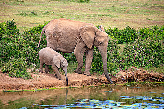 非洲象,成年,女性,幼兽,水,喝,阿多大象国家公园,东开普省,南非,非洲