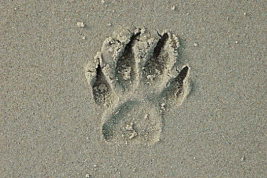 爪子,狗,痕迹,海滩