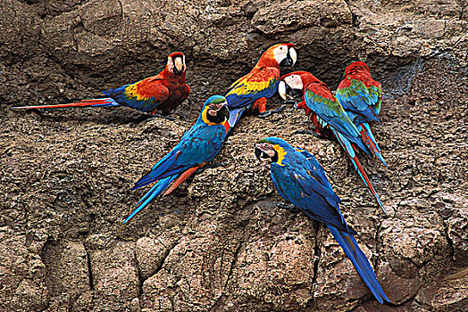 金刚鹦鹉,靠近,玛努国家公园,秘鲁