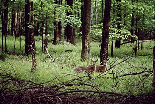 鹿,宾夕法尼亚,美国