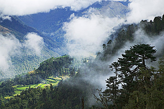 不丹,风景,树林,雾气