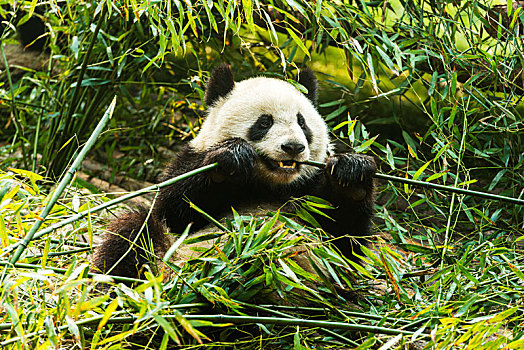 中国,成都,熊猫