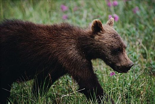 大灰熊,棕熊,老,幼兽,德纳利国家公园和自然保护区,阿拉斯加