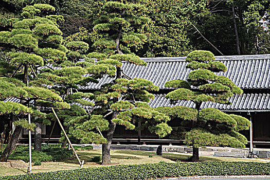 日本,东京,皇宫,东方,花园,松树