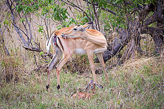 黑斑羚,女性,出生,室外,正面,诞生,草,奥卡万戈三角洲,博茨瓦纳,非洲