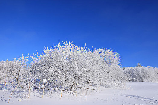 仙峰雪岭雾凇美