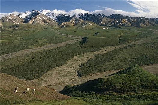 野大白羊,高山,斜坡,多彩,德纳里国家公园,夏天