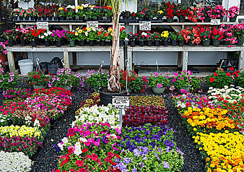 一年生植物,花,选择,花卉商店