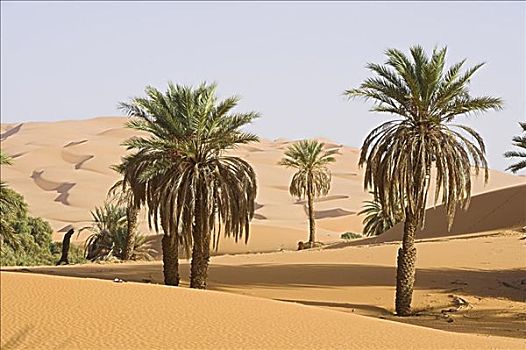 棕榈树,沙漠,利比亚