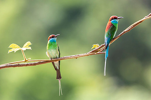 两只蓝喉蜂虎鸟站立在枝头捕食蜜蜂蝴蝶等昆虫