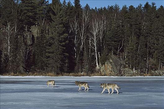 大灰狼,狼,三个,冰冻,湖,明尼苏达