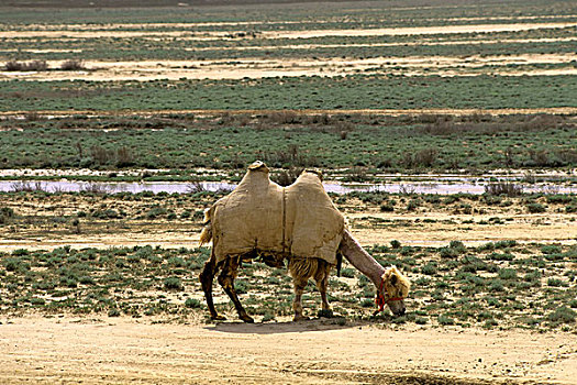 哈萨克斯坦,靠近,双峰骆驼