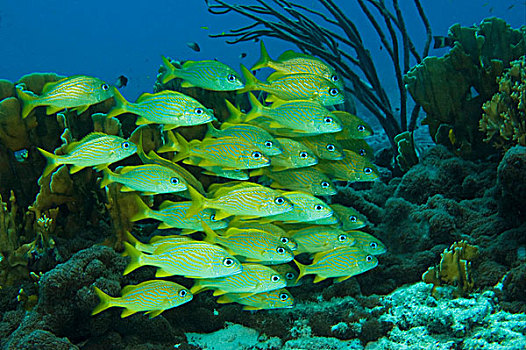 鱼群,游动,软,硬珊瑚,礁石,格林纳达,向风群岛,小安的列斯群岛,加勒比海