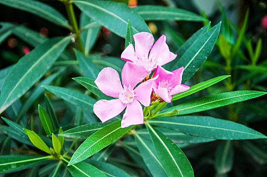 夹竹桃的花朵特写