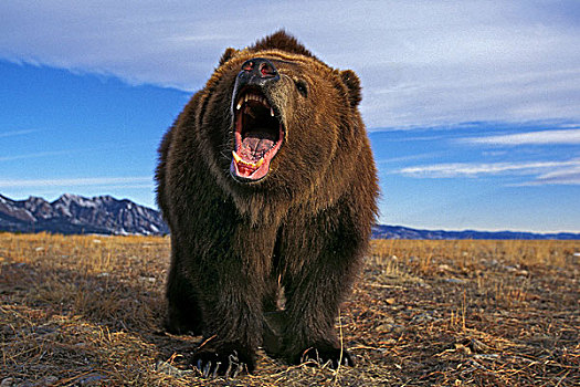科迪亚克熊,棕熊,成年,威胁,张嘴,阿拉斯加