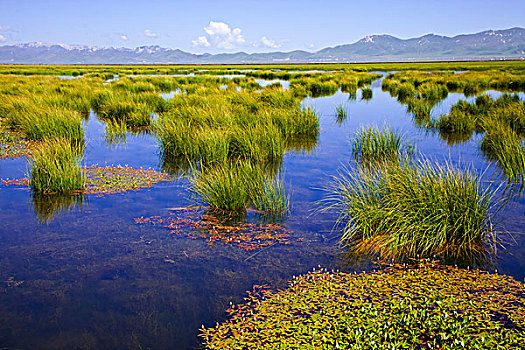 四川阿坝诺尔盖花湖