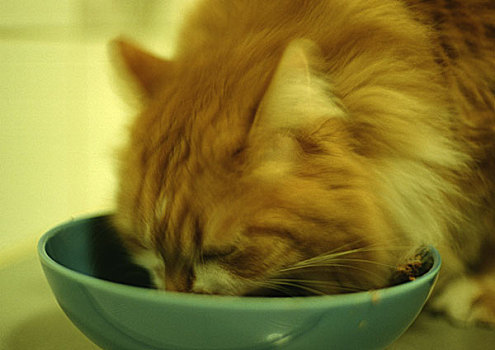 猫,吃,碗