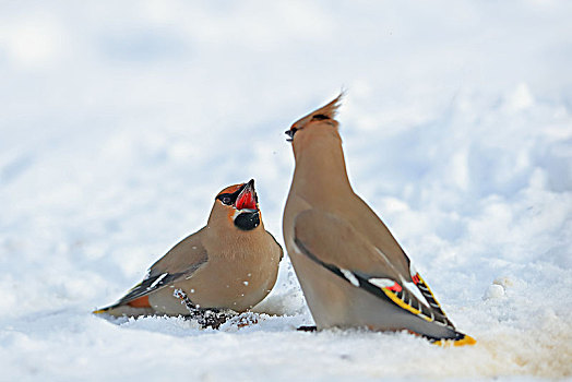 雪地里两只争吵的太平鸟