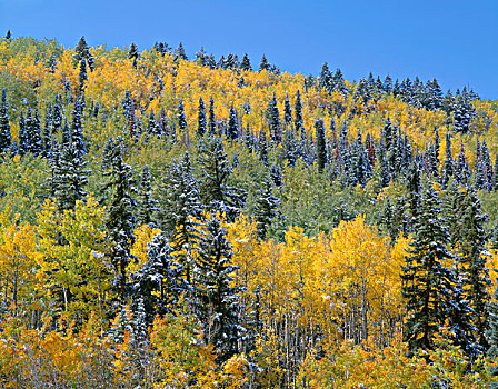 美国,科罗拉多,安肯帕格里国家森林,秋天,下雪,彩色,白杨,云杉,树林,大幅,尺寸