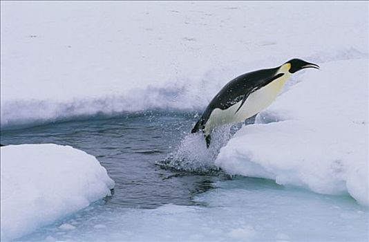 帝企鹅,离开,洞,冰