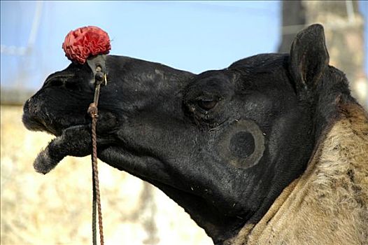 装饰,骆驼,红花,口鼻部,市场,拉贾斯坦邦,印度