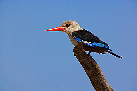 翠鸟,灰头翡翠,桑布鲁野生动物保护区,肯尼亚