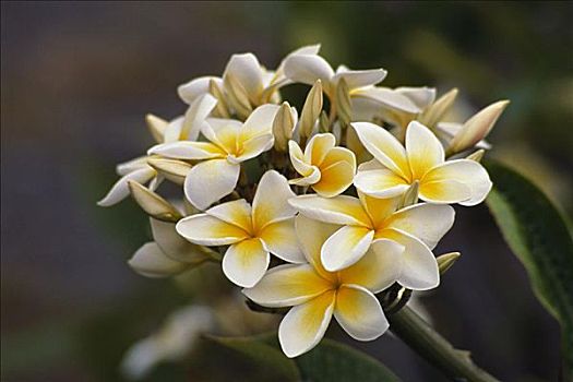 夏威夷,簇,白色,鸡蛋花,花,树上