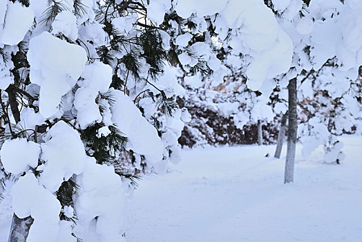 雪景