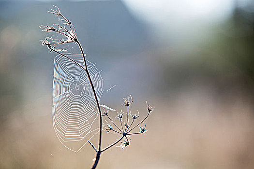 蜘蛛网,枯萎植物,茎