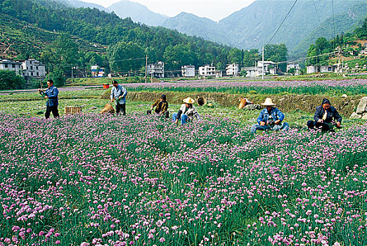 湖北五峰农民在田地里收葱