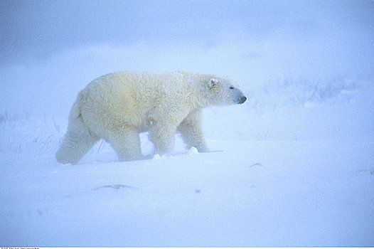 北极熊,哈得逊湾,海岸线,丘吉尔市,曼尼托巴,加拿大