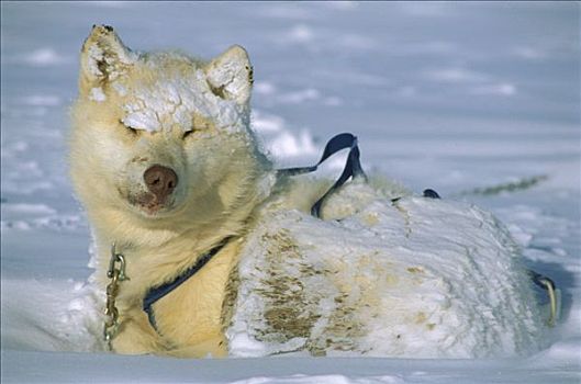 西伯利亚,哈士奇犬,狗,醒,格陵兰