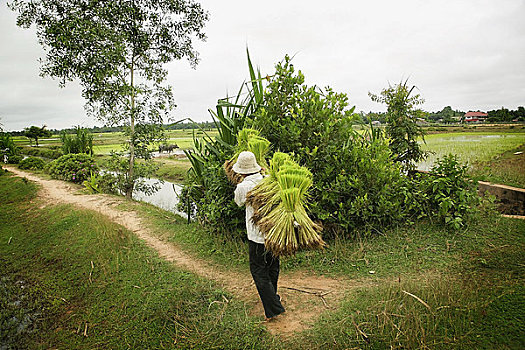稻田,柬埔寨