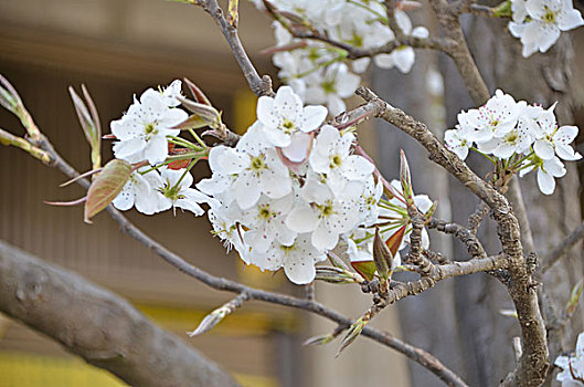 梨花绽放,梨花,花卉,花朵,花,春季,梨树