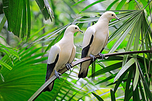 鸽子,双色,夫妻,坐,树上,俘获,澳大利亚