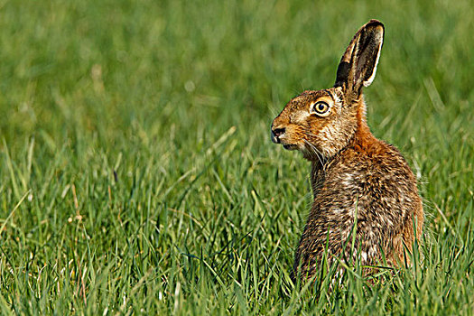 欧洲野兔