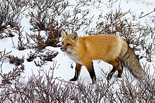 红狐,狐属,雪中,冬天,丘吉尔市,野生动物,管理,区域,加拿大