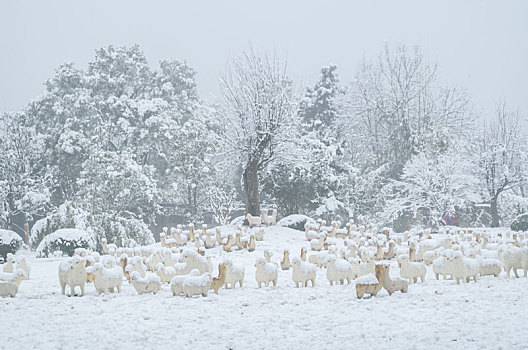 武汉冬日雪景风光