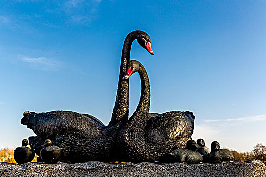 黑天鹅,雕塑,圆明园遗址公园