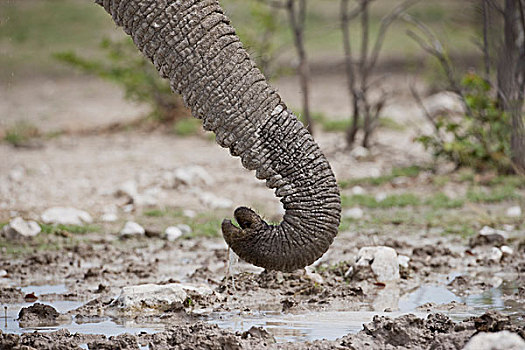 纳米比亚,埃托沙国家公园,特写,大象,非洲象,喝,水潭,象鼻,边缘