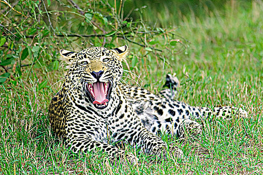 一岁,豹,幼兽,哈欠,肯尼亚,东非