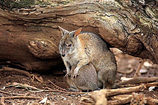 小袋鼠,成年,幼兽,澳大利亚