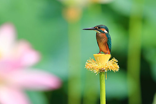 荷花池,翠鸟